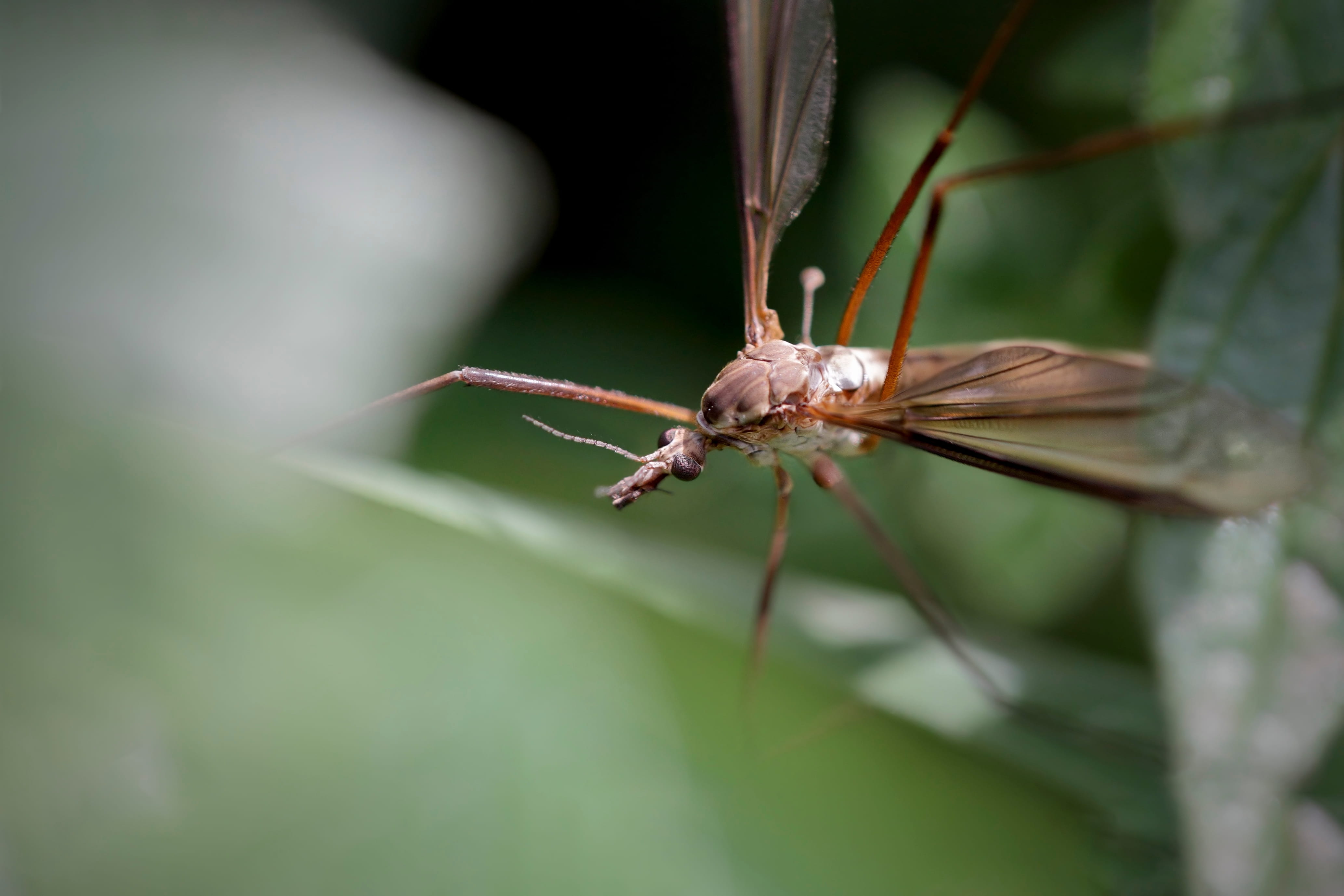 mosquitocontrol1
