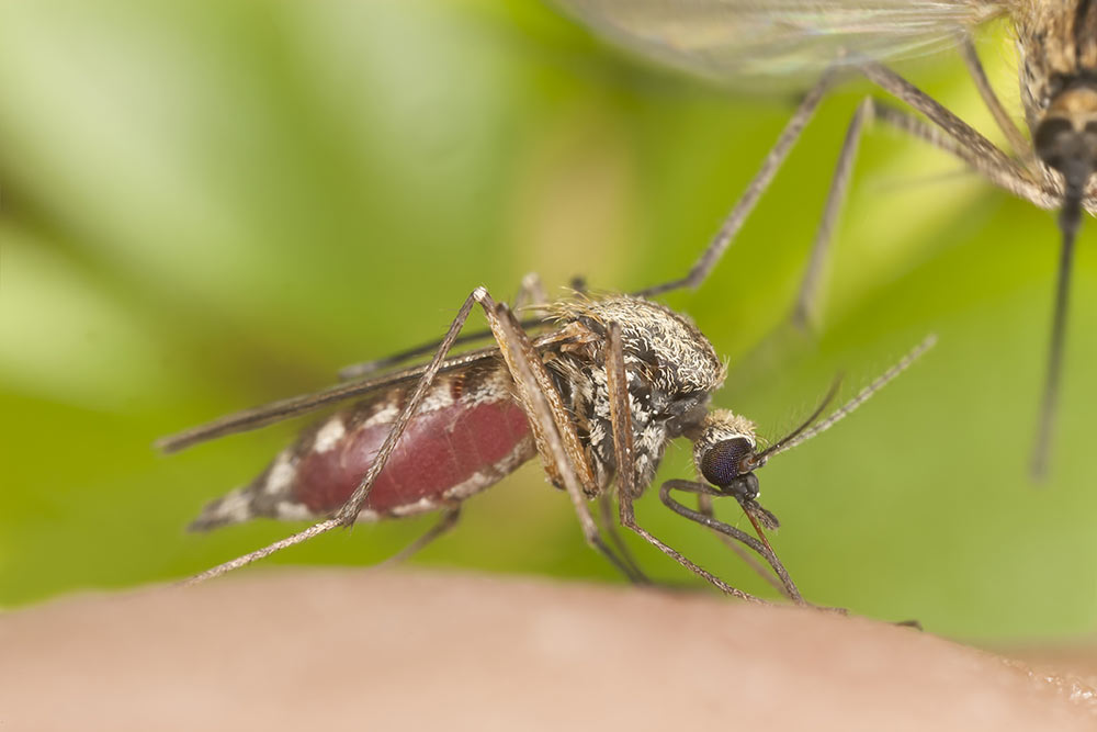 egis-mosquito